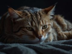 Por qué tu gato duerme sobre ti por la noche : descubre finalmente la razón Por qué tu gato duerme sobre ti por la noche : descubre finalmente la razón