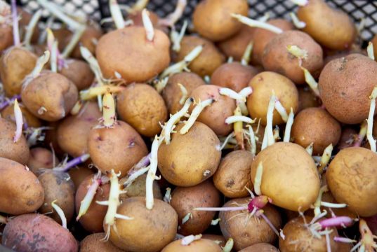 ¿Es malo comer patatas con brotes ? ¿Es malo comer patatas con brotes ?