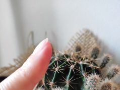 Método eficaz para quitar las espinas de un cactus Método eficaz para quitar las espinas de un cactus
