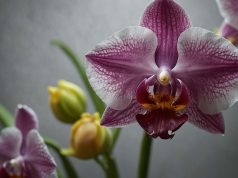 Cómo hacer que una orquídea vuelva a florecer fácilmente en 5 pasos Cómo hacer que una orquídea vuelva a florecer fácilmente en 5 pasos