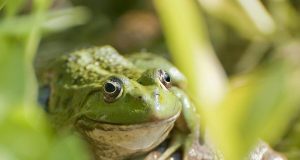 Los franceses consumen demasiadas ancas de rana: especies en peligro Los franceses consumen demasiadas ancas de rana: especies en peligro